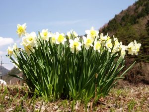 土手のスイセン